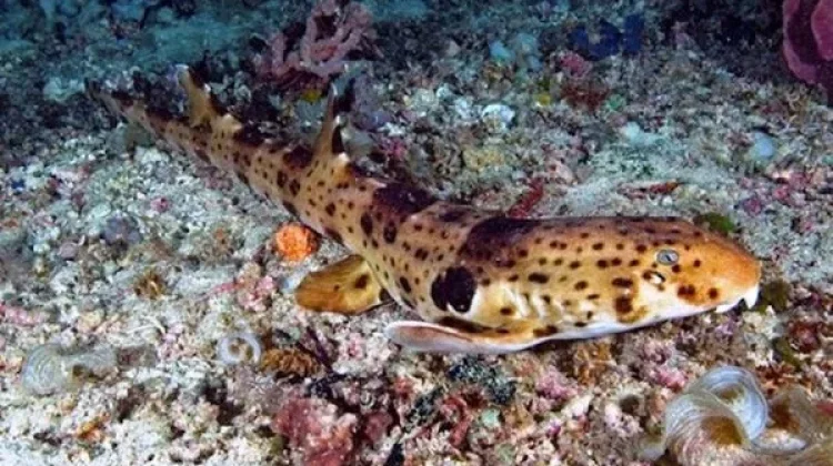 Ikan Berjalan yang  Bisa Kamu Temui di Papua