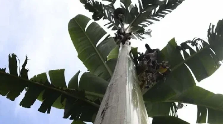 Keajaiban alam di Papua