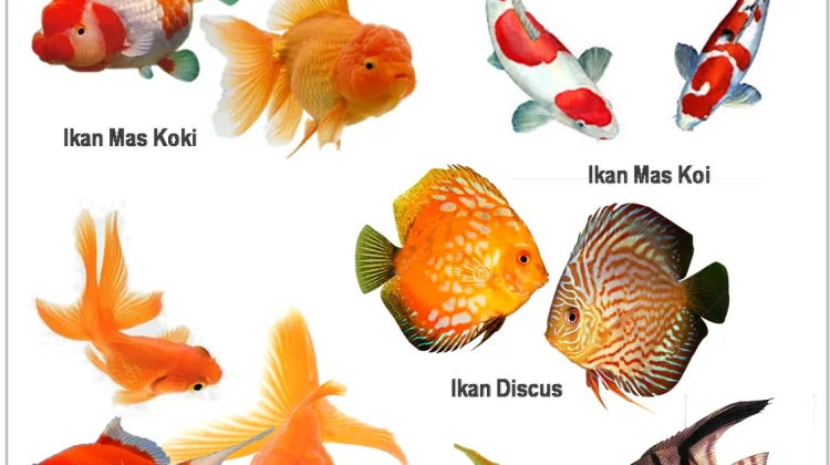 Cara memilih ikan hias yang sehat