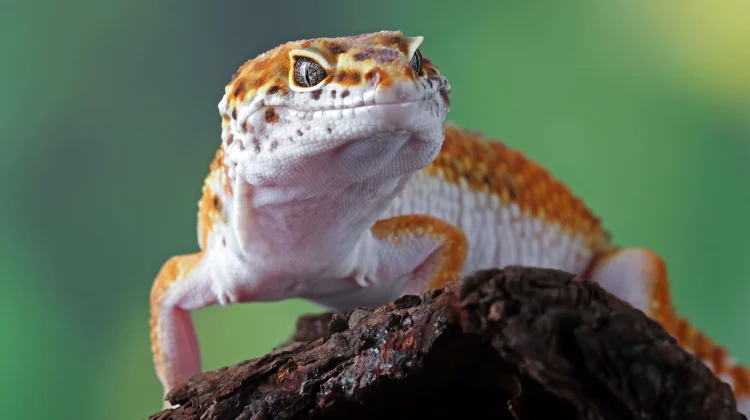 Panduan Seru Memulai Hobi Pelihara Reptil bagi Pemula