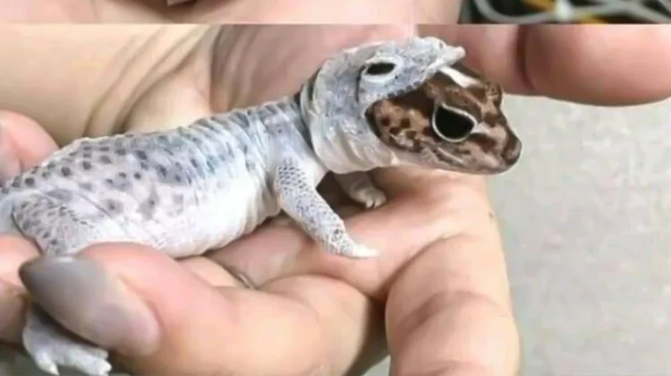 Mengapa Reptil Harus Berganti Kulit Secara Berkala?