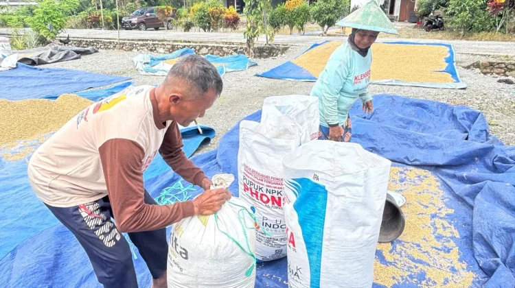 Begini Kendala Petani Padi di SP 2 Manokwari