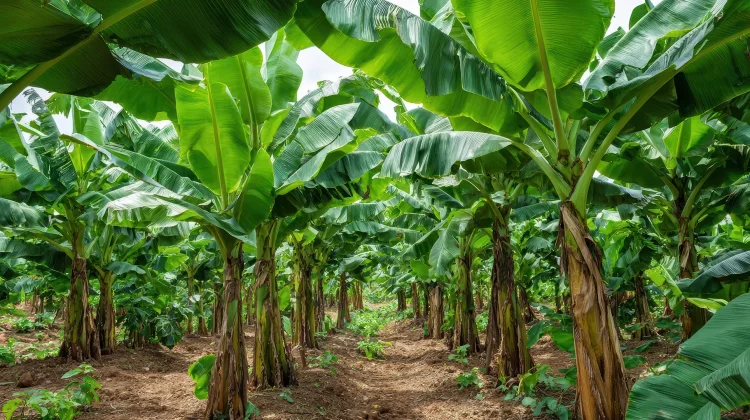 Emas Hijau Nusantara, Menggali Potensi dari Setiap Jengkal Pohon Pisang