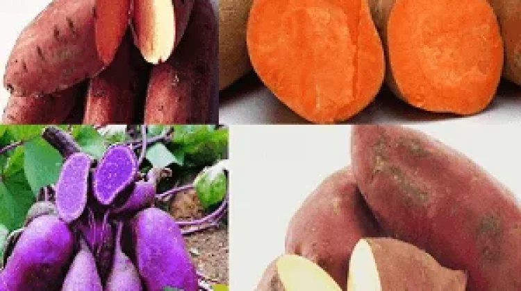 Beda Warna Ubi berbeda pula Manfaatnya