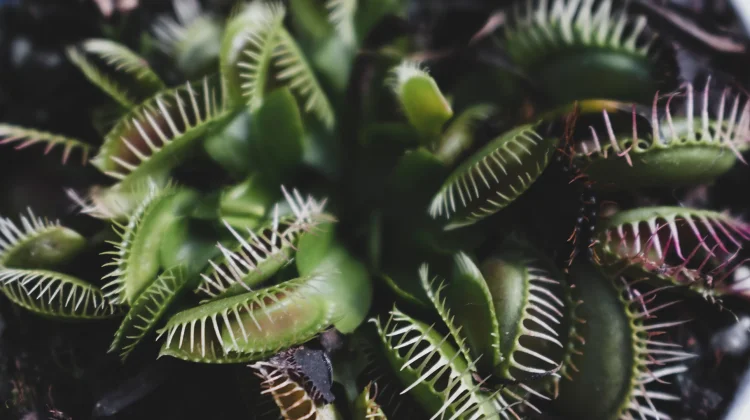 Mengenal Lebih Dekat Venus Flytrap