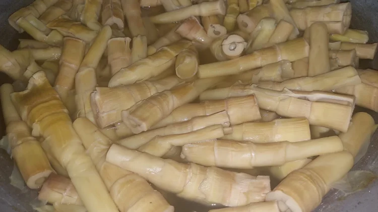 Rebung Sehat untuk Tubuh Optimal