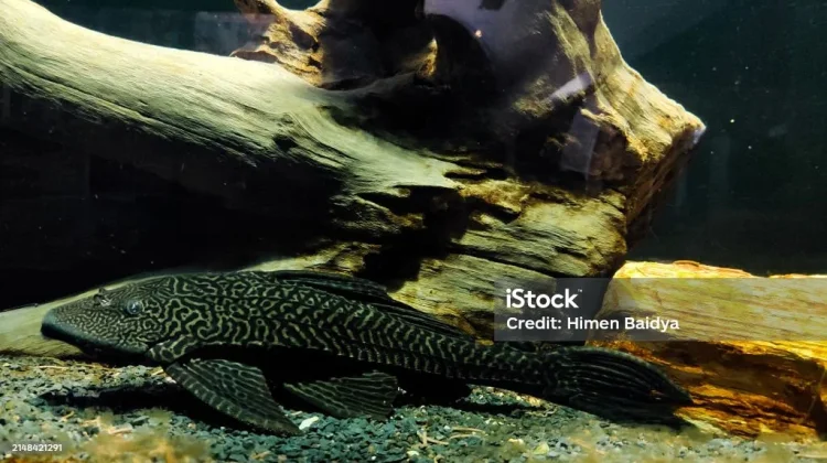 Fakta Ikan Sapu-Sapu dan Apakah Aman Dikonsumsi