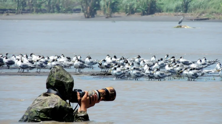 Mengapa hewan liar sering terlihat akrab dengan fotografer wildlife ?
