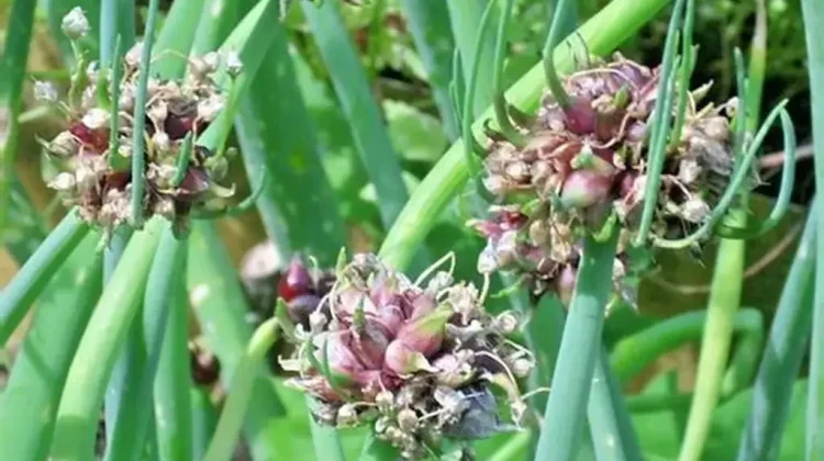 Bawang berjalan Mesir