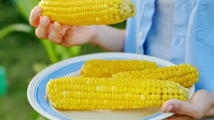 Manfaat Mengonsumsi Jagung: Sehatkan Usus dan Tubuh