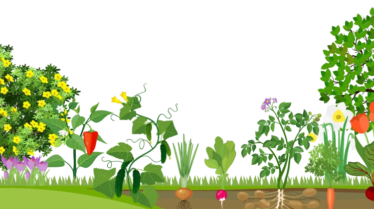Menemukan Kedamaian Melalui Hobi Berkebun