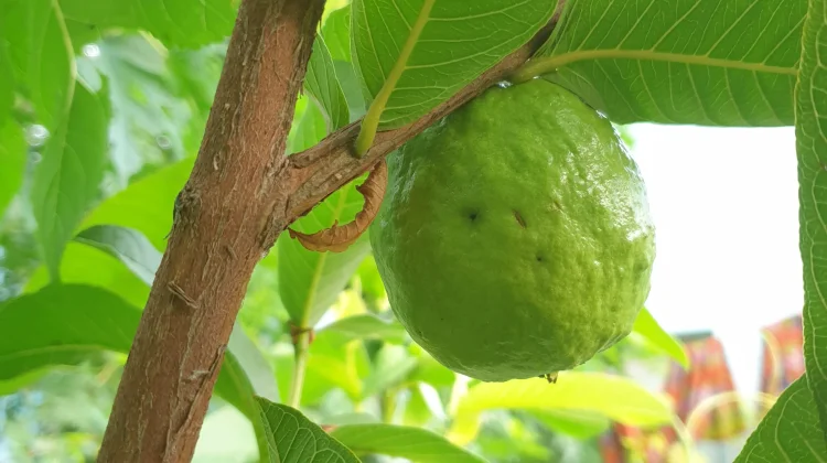 6 Manfaat Jambu Biji bagi Kesehatan Tubuh