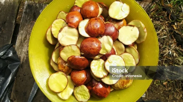 Mengenal Jengkol Buah Khas Kaya Manfaat dan Risikonya