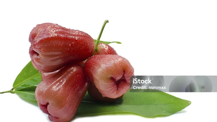 Buah Jambu Air, Ketahui Kandungan Nutrisi dan Manfaatnya bagi Kesehatan