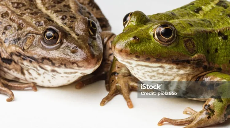Katak Vs Kodok, Kenali Perbedaannya