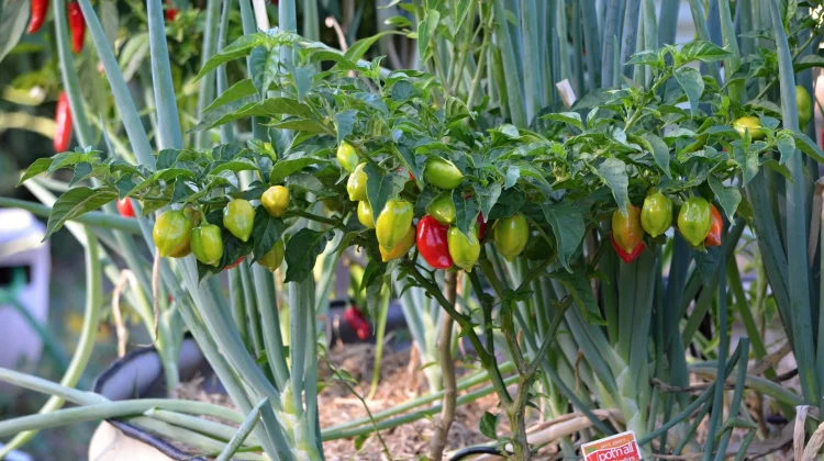 Cabai Bumbu Dapur Menjadi Tanaman Hias Pekarangan