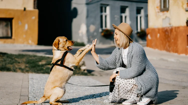 Cara Tepat Merawat Anjing agar Sehat dan Bahagia