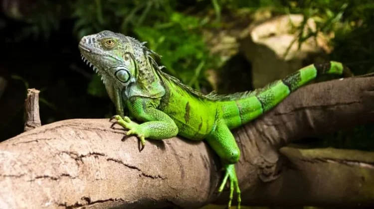 Reptil Unik yang Bisa Hidup Puluhan Tahun