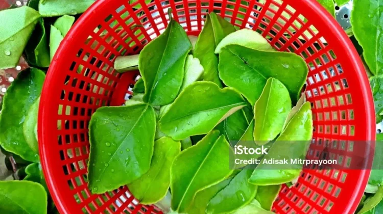 Manfaat Jeruk Purut untuk Kesehatan dan Kehidupan Sehari-hari