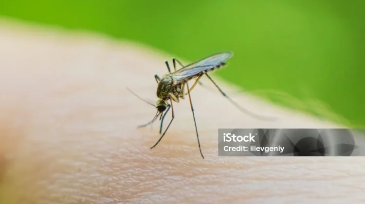 Malaria Monyet, Penyakit Yang Perlu Diwaspadai