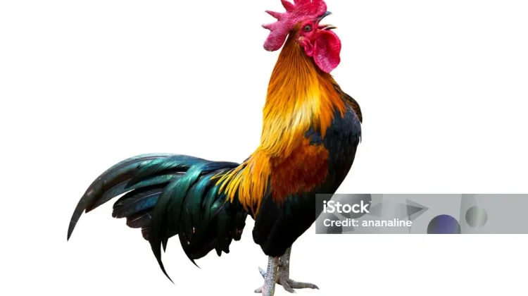Kenapa Ayam Berkokok di Pagi Hari? Ini Penjelasannya