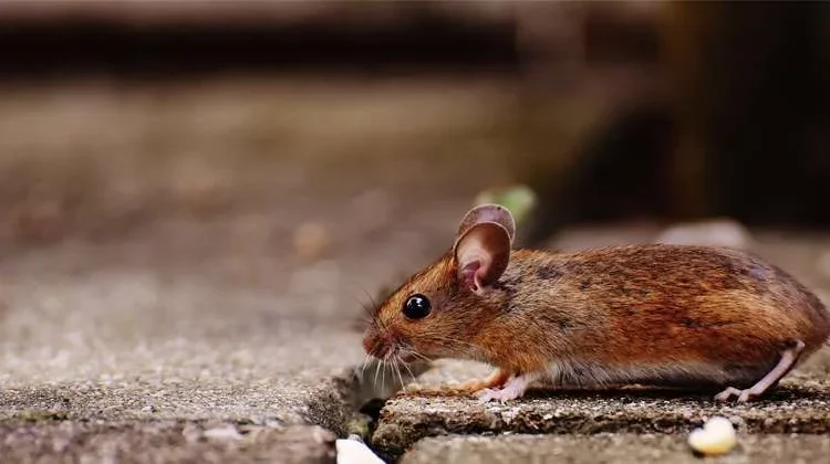 Cara Menghilangkan Bau Bangkai Tikus agar Rumah Kembali Segar