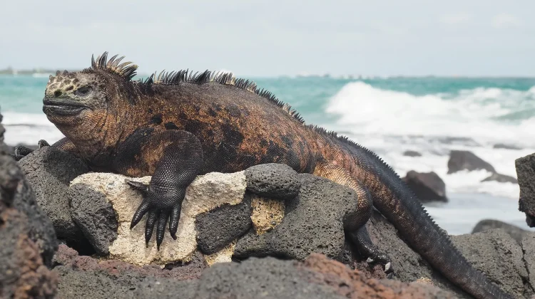 Iguana Laut, Godzilla Mini yang Hidup di Dunia Nyata