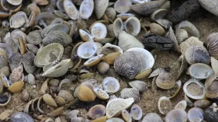 Kulit Kerang Menjadi Sumber Penghasilan, salah satunya kapur siri.