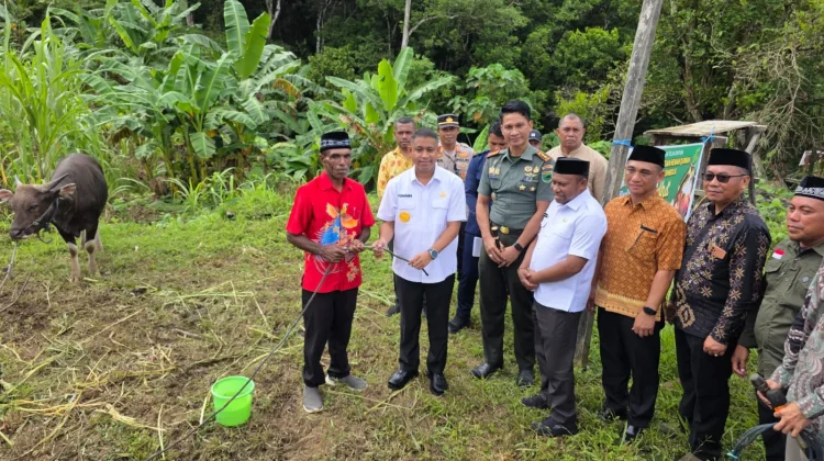 Pemkab Teluk Bintuni Salurkan Puluhan Sapi Sambut Iduladha ke Masjid