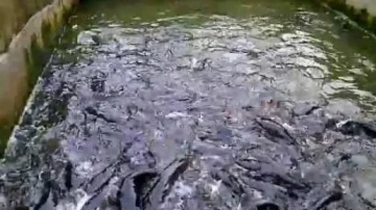 Ikan Lele Mudah di Pelihara, Ini 5 kelebihanya