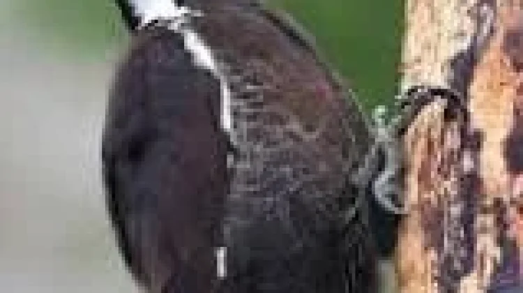 Burung Pelatuk Unik Penjaga Ekosistem Hutan Alami Dunia