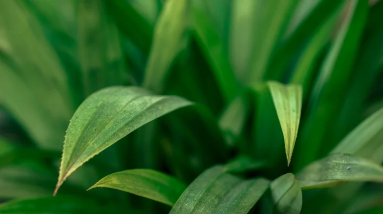Daun Pandan Membantu Meredakan Nyeri Sendi dan Pegal