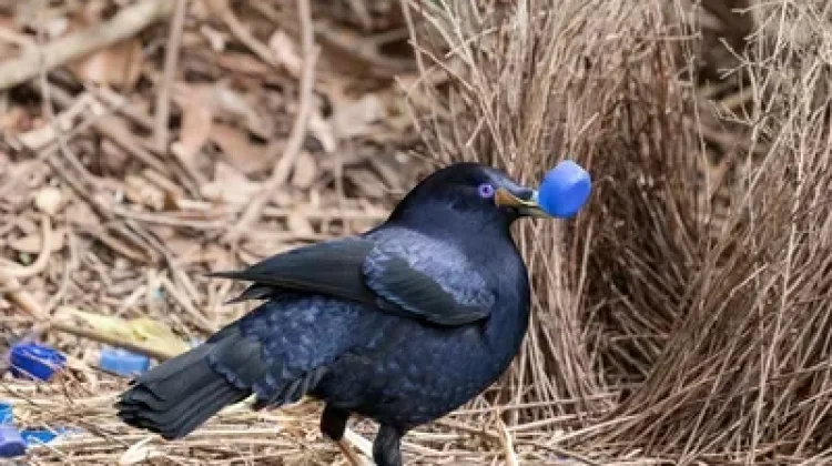 Burung Namdur si romantis dan arsitek cerdas dari papua