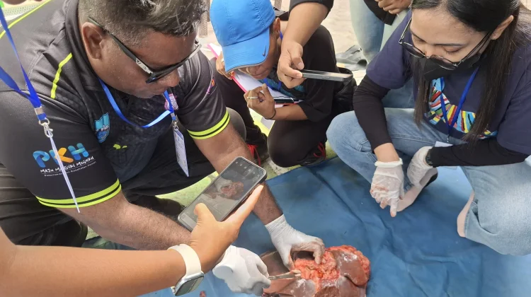 Petugas Temukan Cacing Hati pada Sapi Kurban di Manokwari