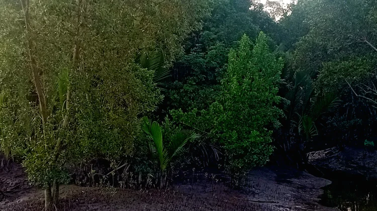 Tiga Bahaya Sampah Plastik, bagi Kelestarian Hutan Mangrove