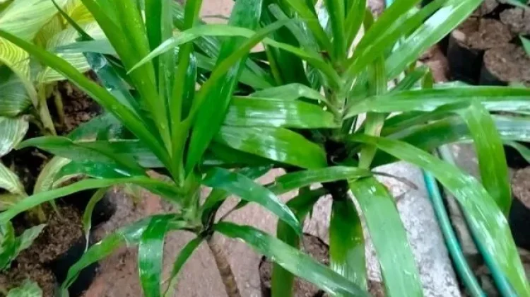 Daun Suji, Pewarna Alami dengan Segudang Manfaat