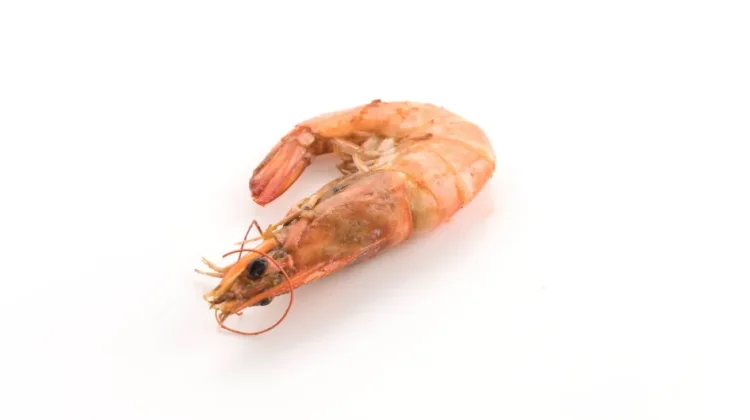 Manfaat Mengkonsumsi Kepala Udang