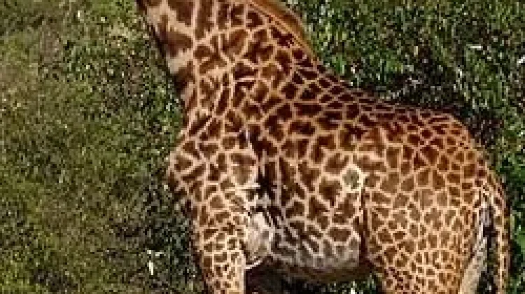 Fakta Unik Jerapah yang Jarang Diketahui Banyak Orang