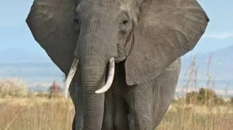 7 Keunikan Gajah yang Jarang Diketahui Banyak Orang
