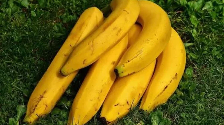 Pisang ternyata Menyimpan Segudang Manfaat untuk Kesehatan Tubuh Anda