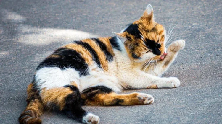 Penyebab hairball pada kucing, salah satunya masalah kulit