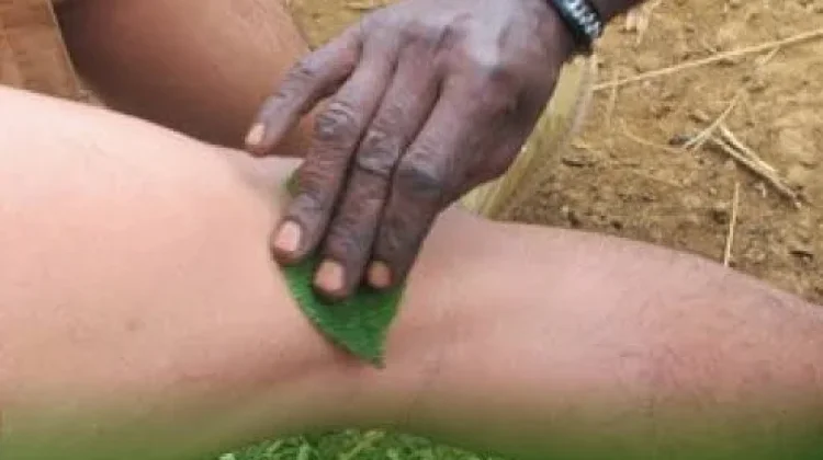 Daun Gatal Papua Masih Jadi Andalan Redakan Pegal dan Kelelahan