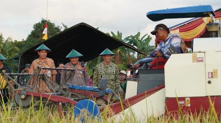 Pangdam XVIII/Kasuari Pimpin Panen Raya TNI Dukung Ketahanan Pangan Nasional