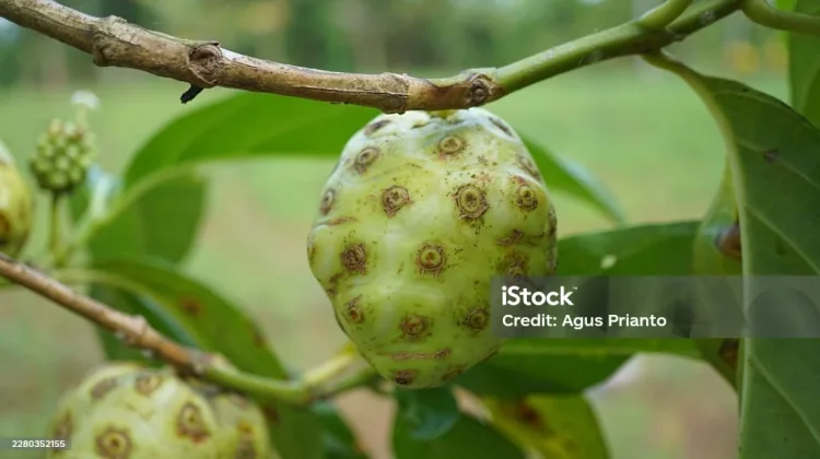 Buah Mengkudu dan Khasiatnya bagi Kesehatan
