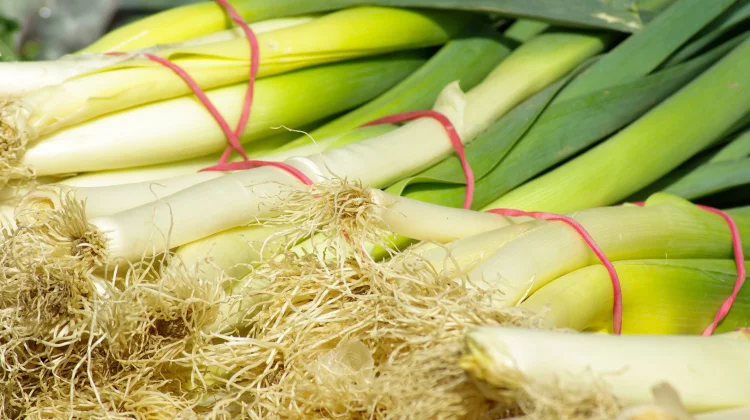 Beberapa Manfaat Daun Bawang untuk Kesehatan