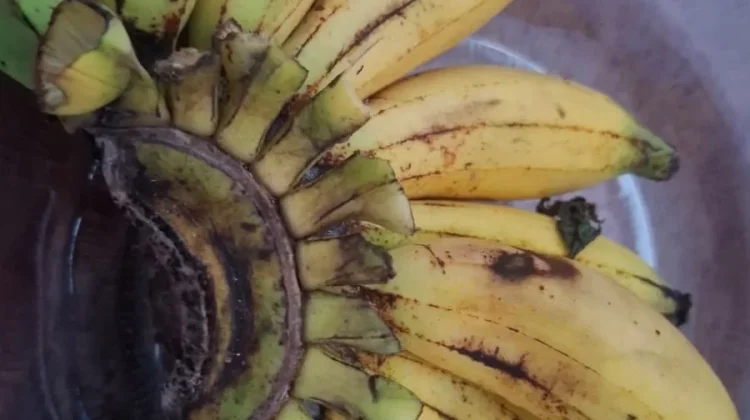 Tujuh Fakta Unik Pisang yang Jarang Diketahui Banyak Orang