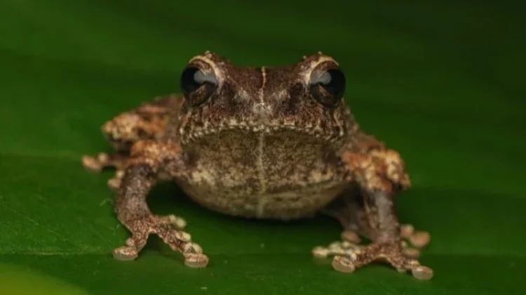 Katak Mini Philautus Candrageni Resmi Jadi Spesies Baru Indonesia