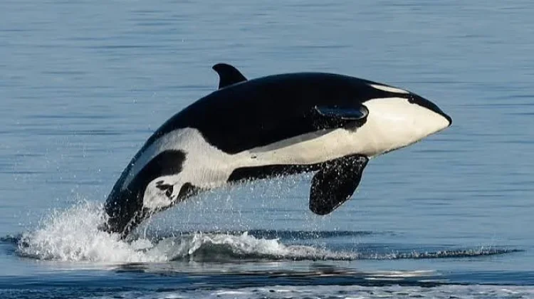 Tujuh Keunikan Ikan Paus Orca Predator Laut Paling Cerdas