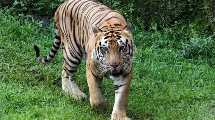 Hari Harimau Sedunia Meningkatkan Kesadaran Populasi Harimau