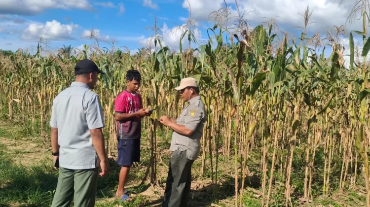 BRMP Pastikan Penangkaran Benih Jagung Sesuai Standar